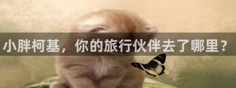 “海角社区top：小胖柯基，你的旅行伙伴去